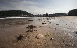 Una pequeña medusa arrastrada por la marea el martes por la mañana a la orilla de La Concha. /USOZ