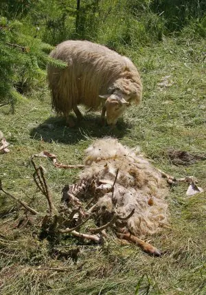 Una oveja pasta junto a los restos de otro ejemplar.