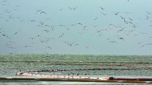 Aves sobrevuelan y se posan junto a las barreras de contención de la mancha de petróleo en las islas Chandeleur, al sur de Luisiana. ::
GREEN PEACE / AP