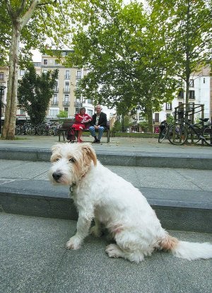 4.000 firmas para que los perros tengan lugares de esparcimiento
