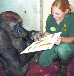El gorila, con su cuidadora, Lorraine Miller. ::
EFE / PAINGTON ZOO