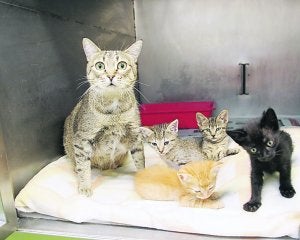 Acogidos. Gatos recogidos en el refugio Zuhaitz-Pe por la Asociación Protectora de Animales de Gipuzkoa. ::
IÑIGO PUERTA