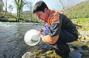 «La población de la anguila sigue en una situación grave»