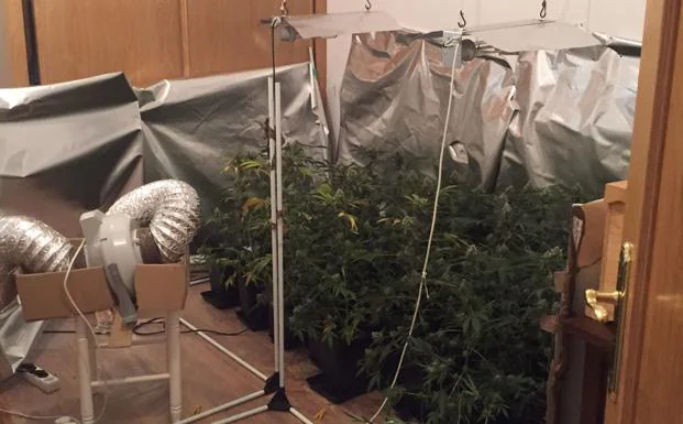 Imagen de las plantas de marihuana intervenidas en la operación.