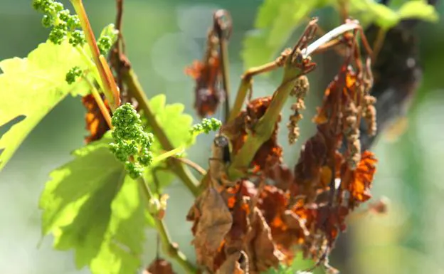 Frutales en el Bierzo.