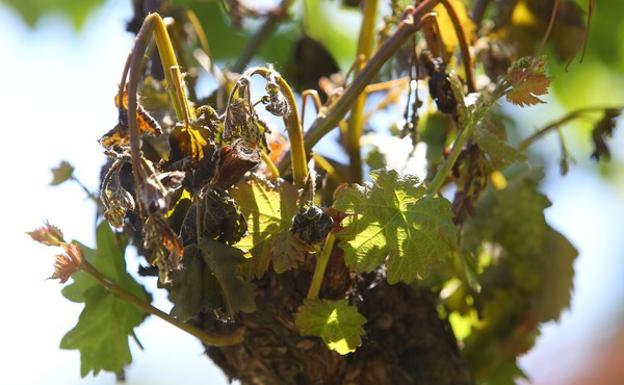 Daños de las heladas en los viñedos del Bierzo.