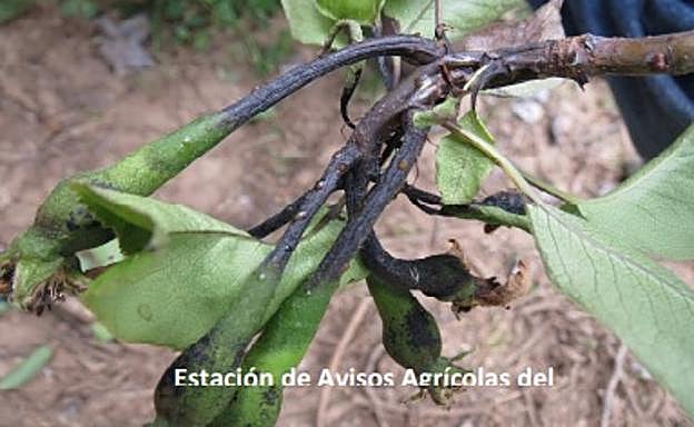 Ramillete de peras infectado de fuego bacteriano.