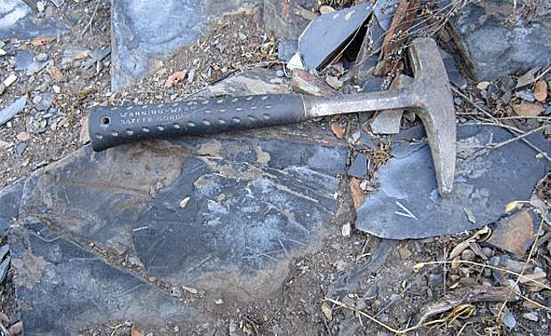 Yacimiento de graptolitos de Salas de la Ribera. 