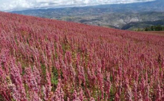 Plantación de quinoa.