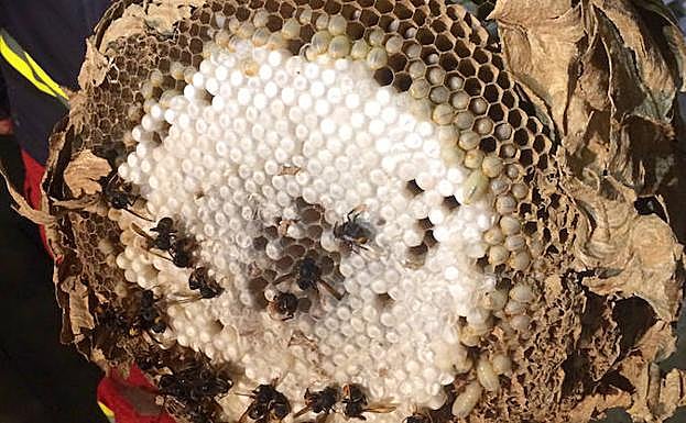 Nido de avispa asiática.