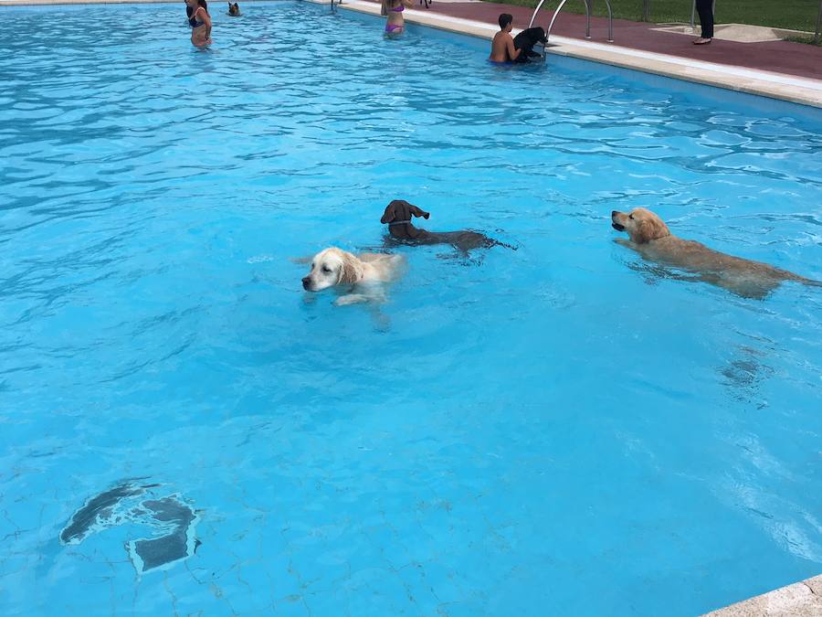Fotos: Los perros disfrutan de la piscina
