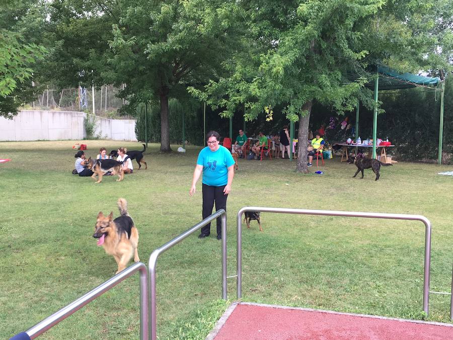 Fotos: Los perros disfrutan de la piscina