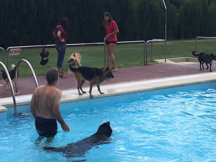 Fotos: Los perros disfrutan de la piscina