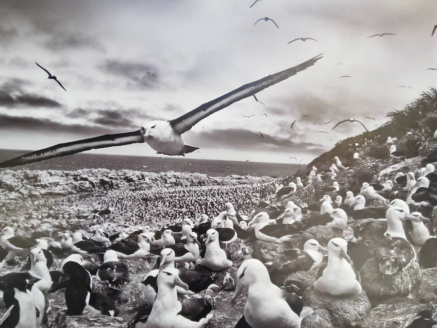 Fotos: Inauguración de la exposición &#039;Génesis&#039; de Sebastiâo Salgado en Ponferrada