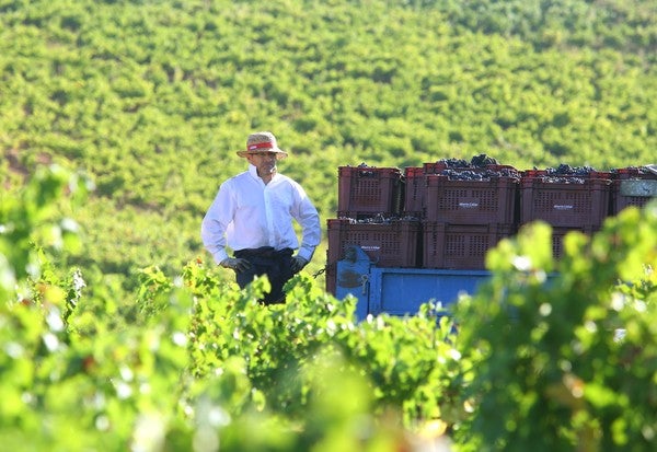 Fotos: Vendimia en El Bierzo