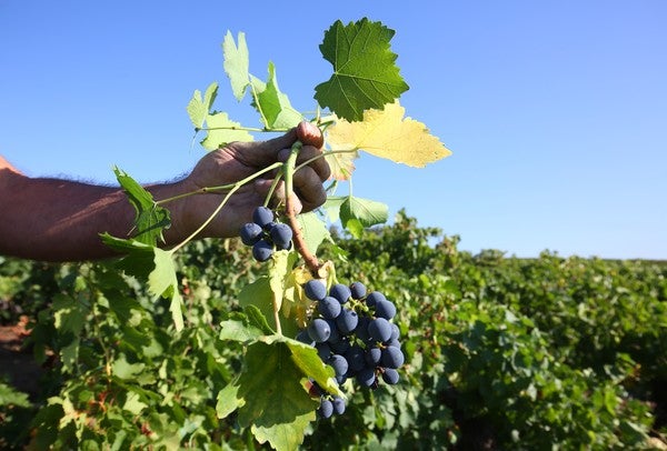 Fotos: Vendimia en El Bierzo