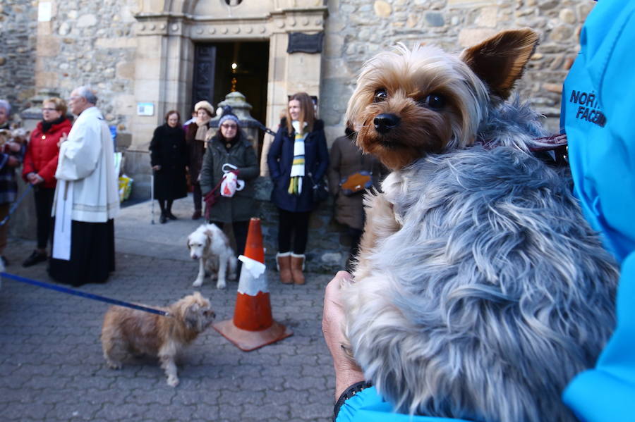 Fotos: Bendición de animales por San Antón en Cacabelos