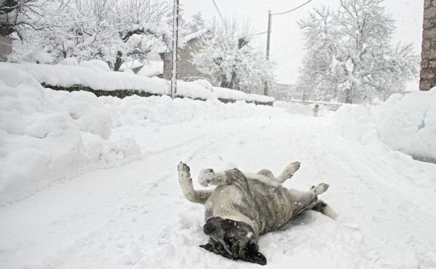 Imagen de un perro jugando en la nieve en la zona norte de la provincia durante una tormenta. 
