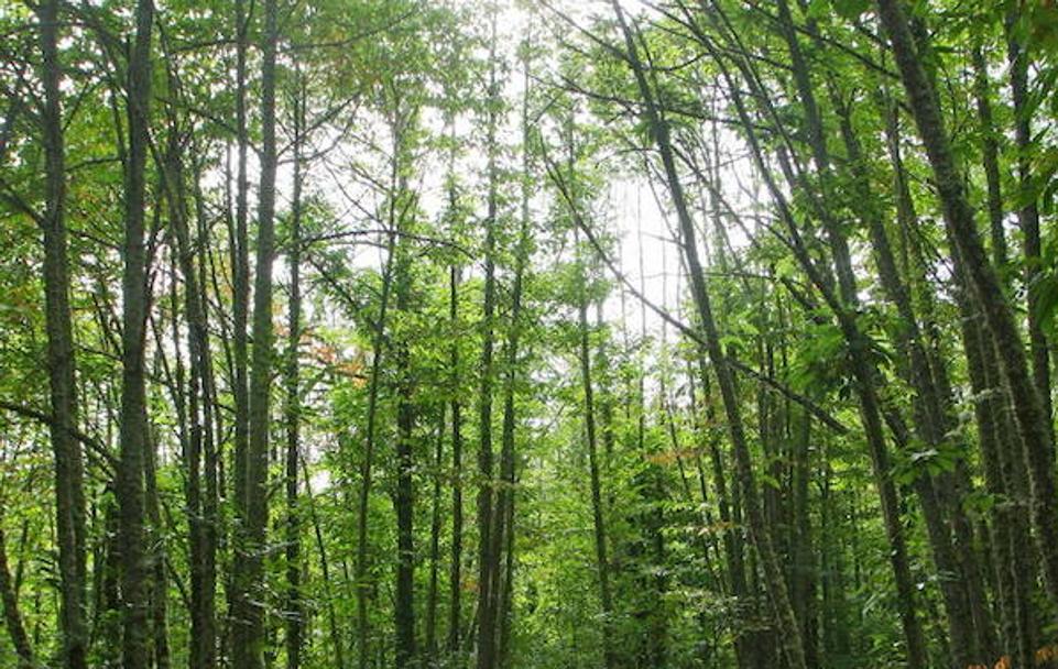 Bosque en Villar de los Barrios.