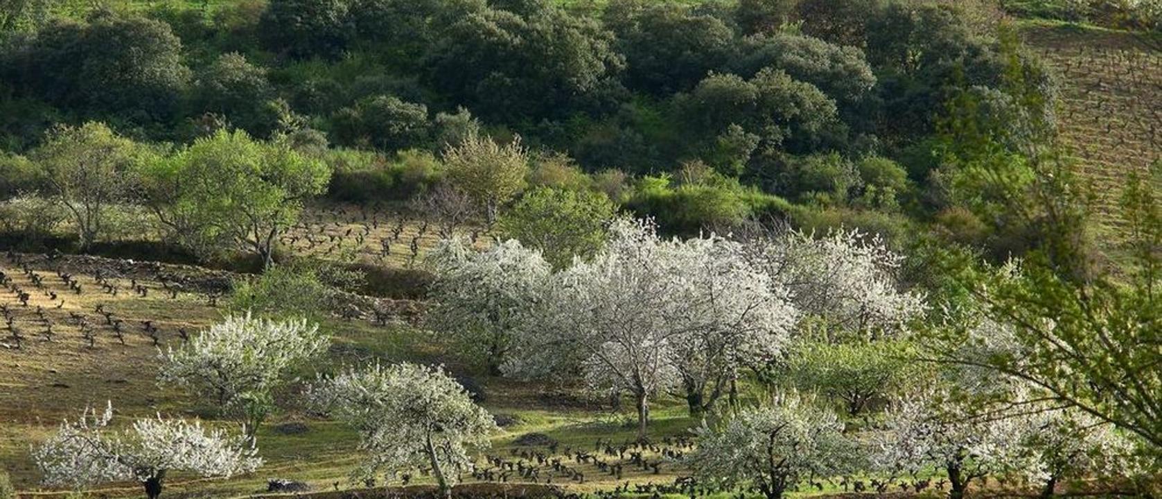 Del botillo a las frutas de calidad de El Bierzo