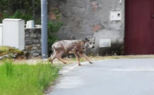 El lobo accede al pueblo.