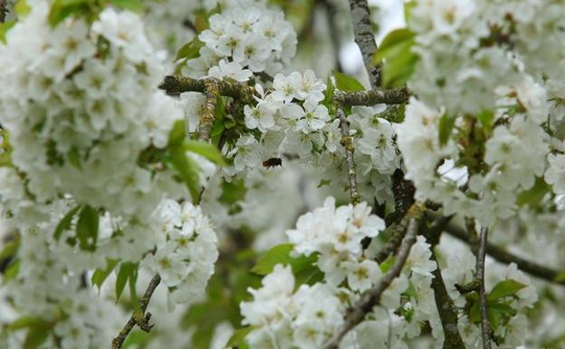 Floración de los cerezos en la localidad de Corullón, conocido como el 'Jerte berciano. 