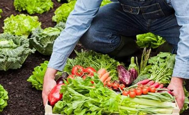 El Banco de Tierras del Bierzo imparte en Carracedelo un taller gratuito sobre agricultura ecológica 