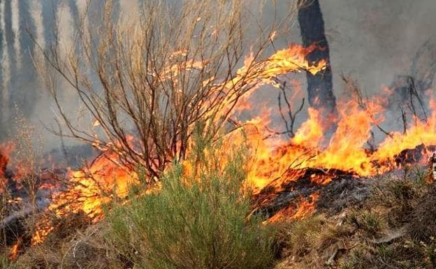 La Junta declara peligro medio de incendios forestales en León hasta el jueves 6 de junio