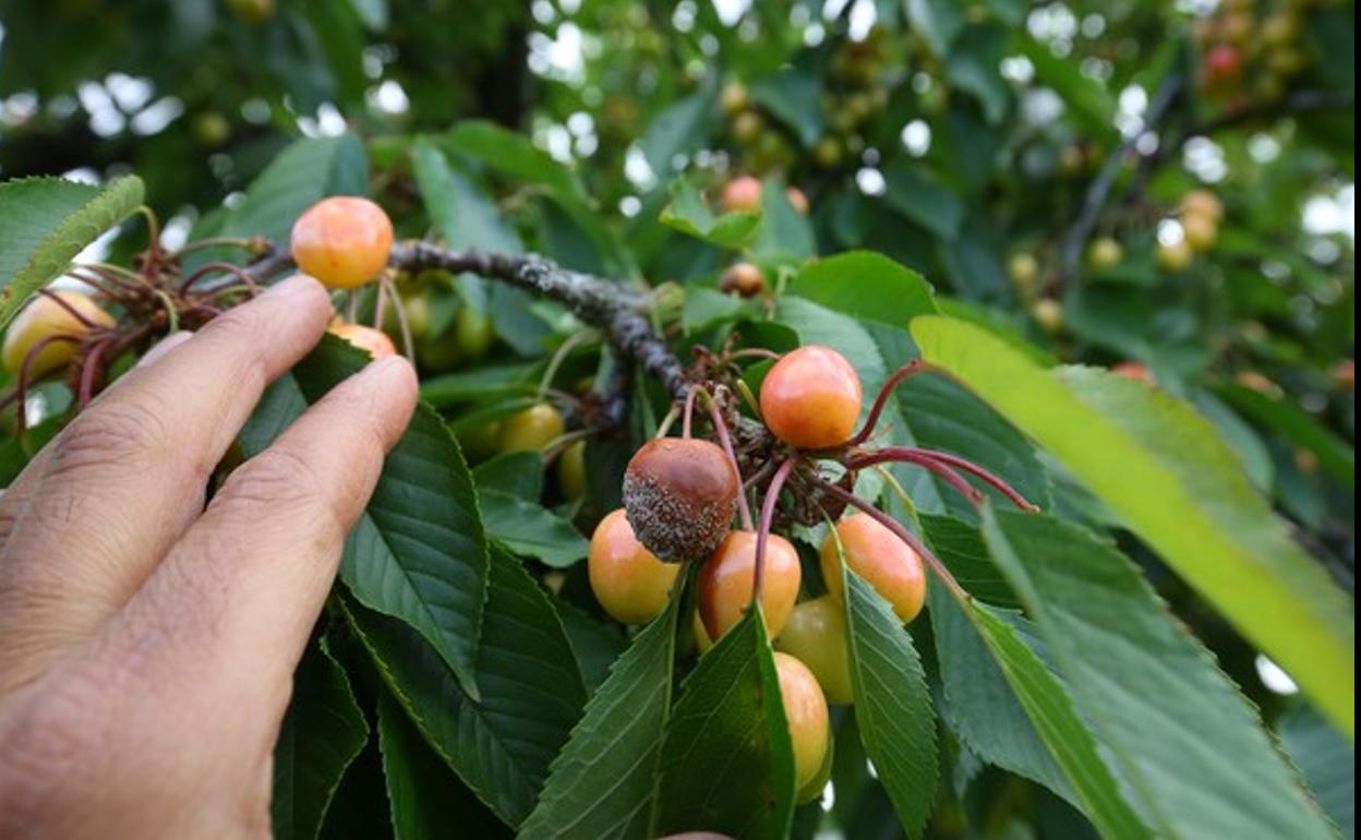 Cerezas con Marca de Garantía del Bierzo afectadas por las lluvias.