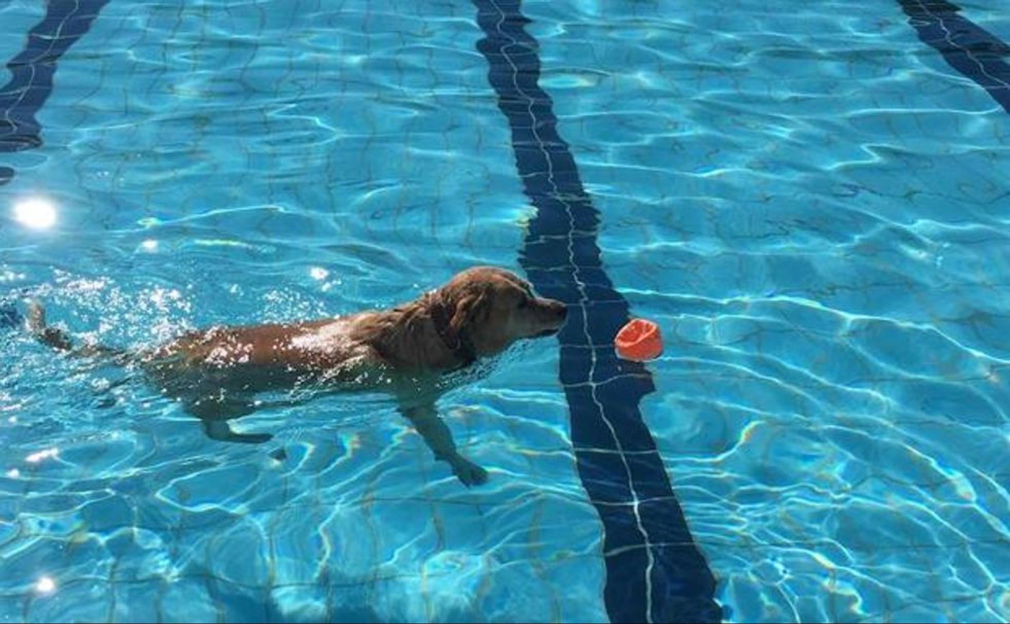 Los perros podrán disfrutar de una jornada de piscina.