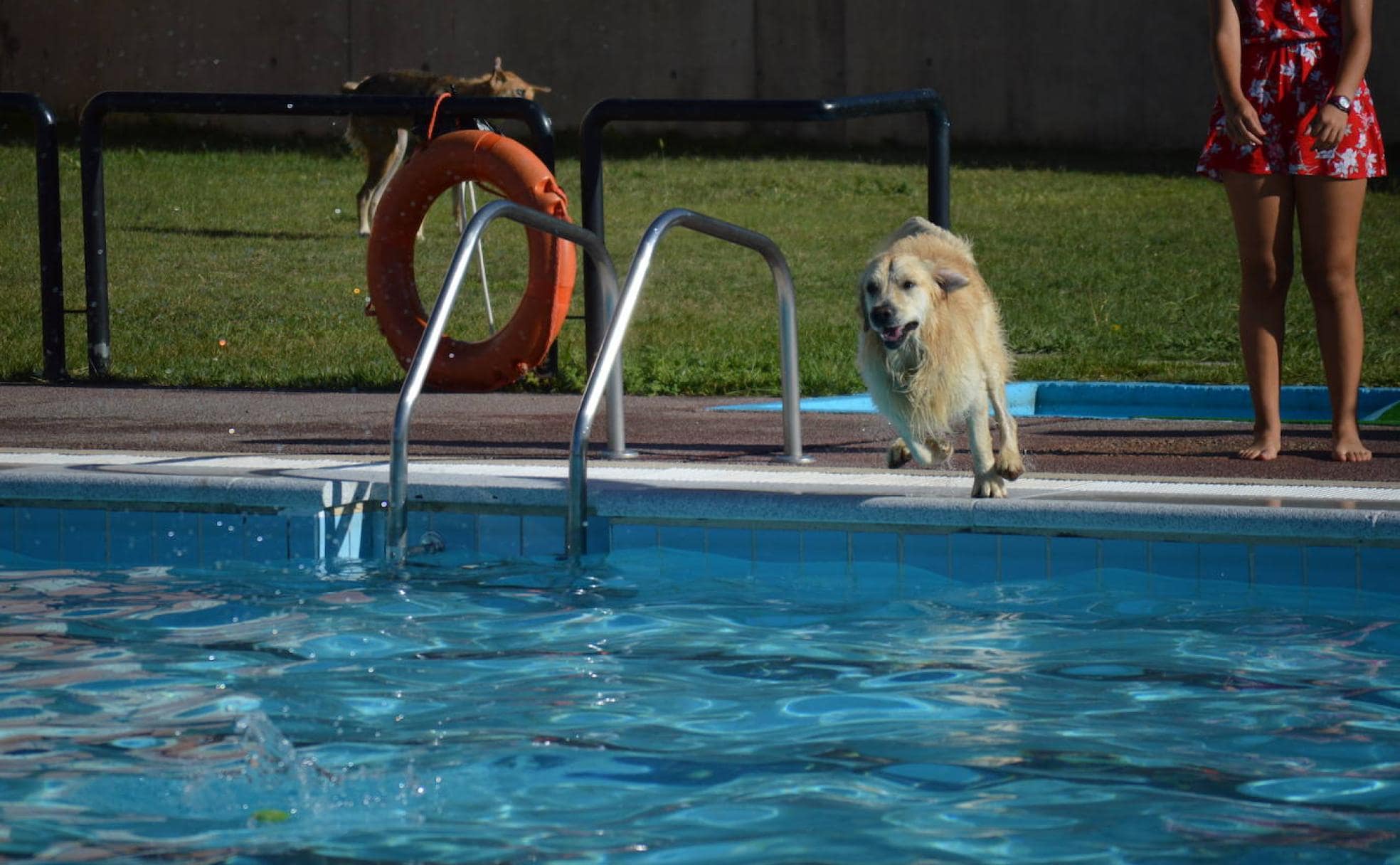 Un perro a punto de meterse al agua.