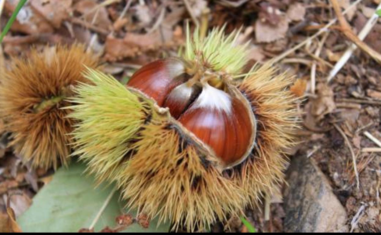 Castañas del Bierzo.
