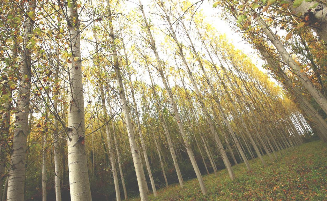 La Uned de Ponferrada analiza la vida secreta de los árboles con la creación de una 'Wood Wide Web'