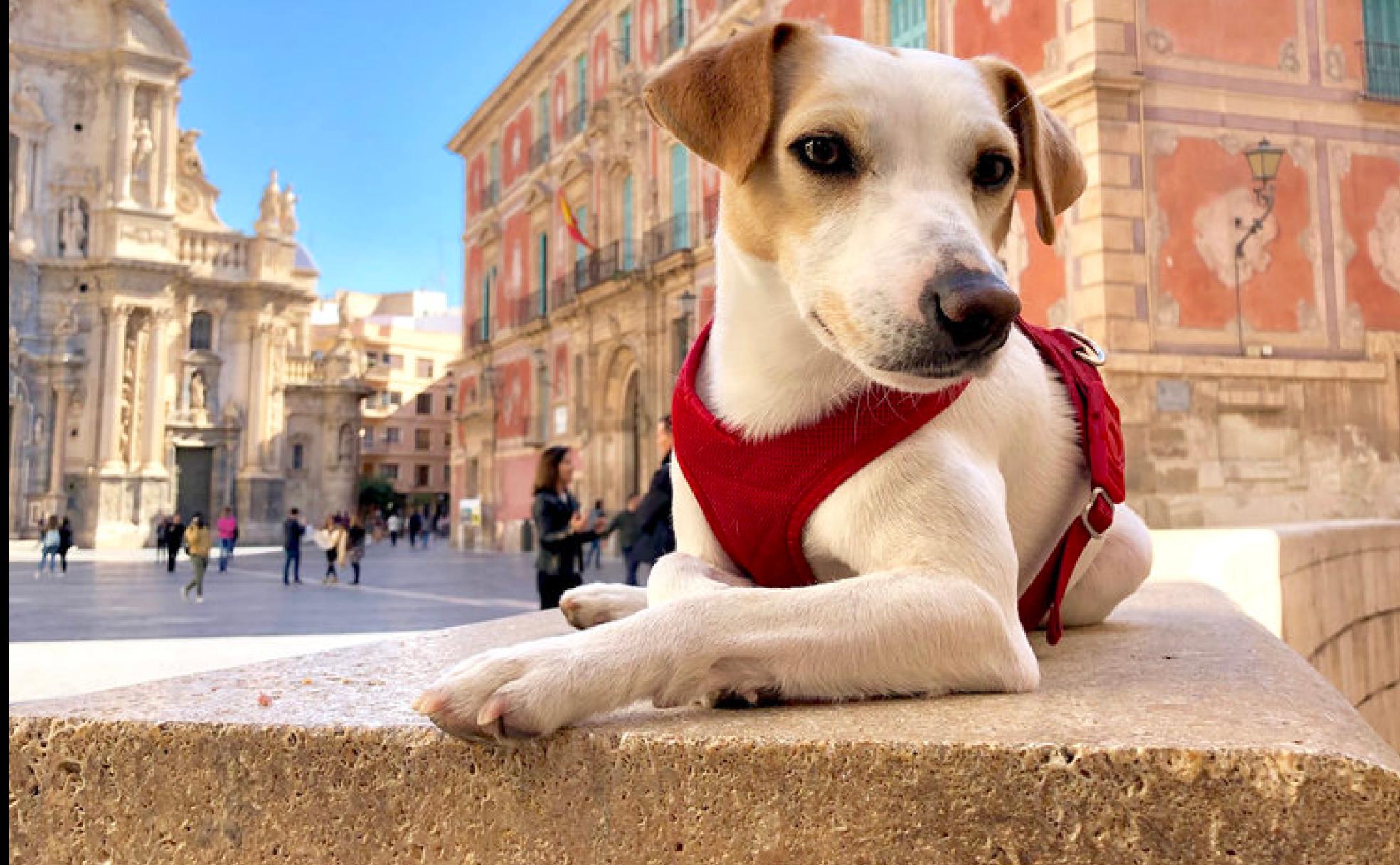 Pipper, en la plaza de la catedral de Murcia.