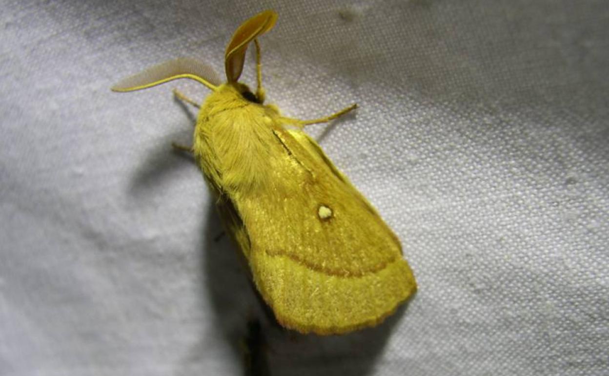 Las mariposas nocturnas de los Ancares Leoneses formarán parte del 'Atlas de Macroheterócero de la provincia de León'