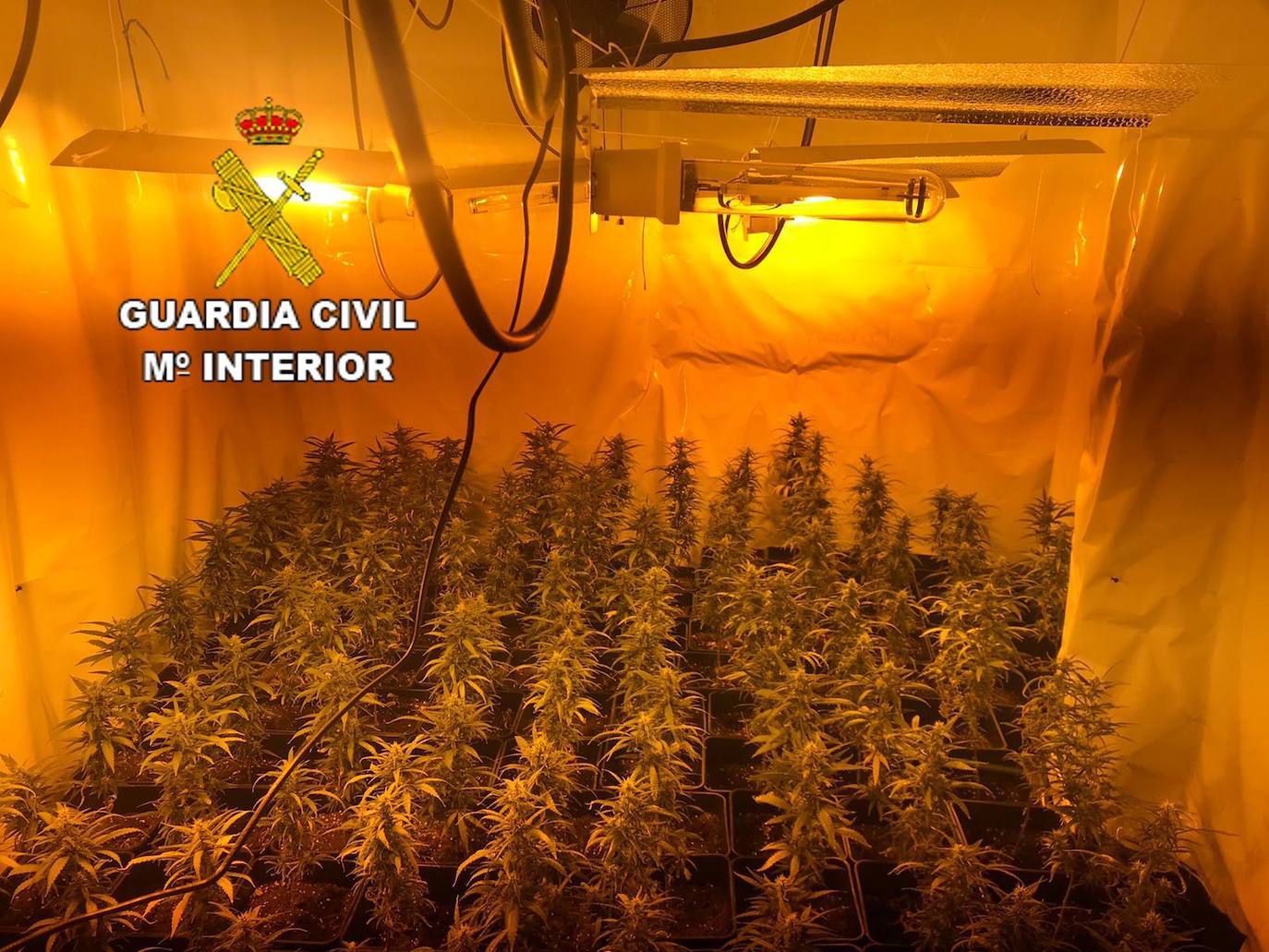 Fotos: La Guardia Civil detiene a tres personas y desmantela una plantación &#039;indoor&#039; de marihuana en San Miguel de las Dueñas