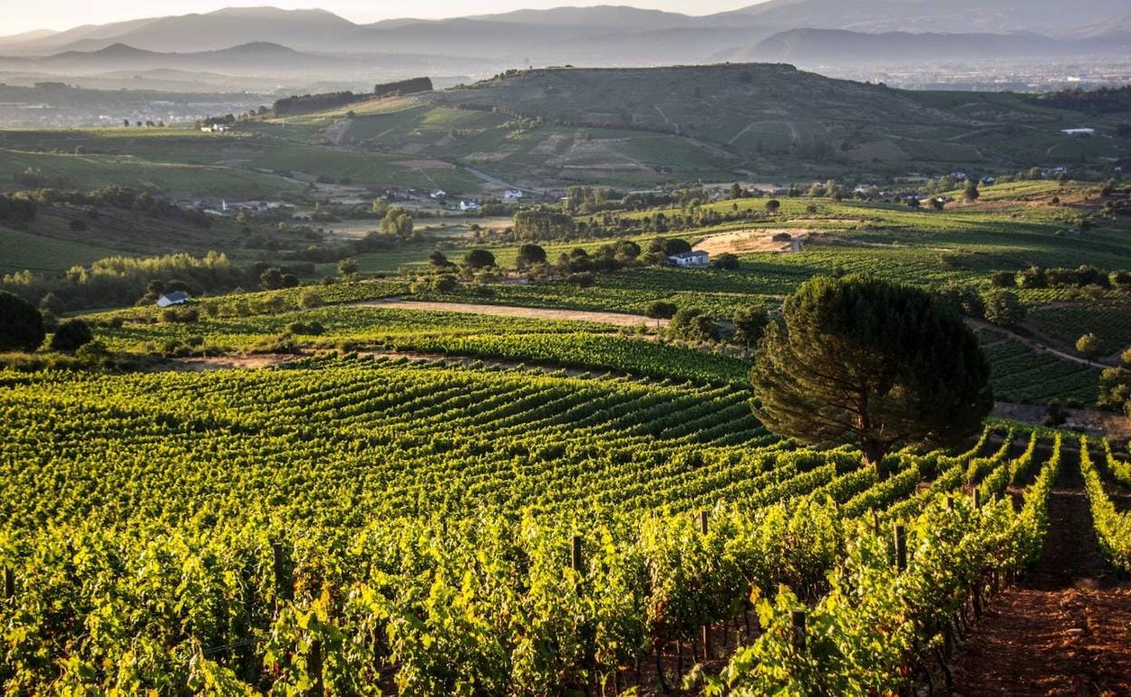 Viñedo de la bodega Casar de Burbia.