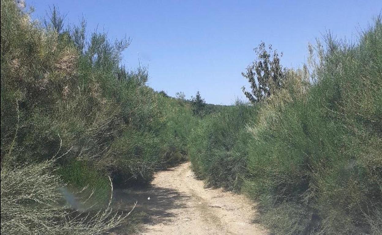 El PP de Ponferrada exige la limpieza y el desbroce de caminos en San Clemente
