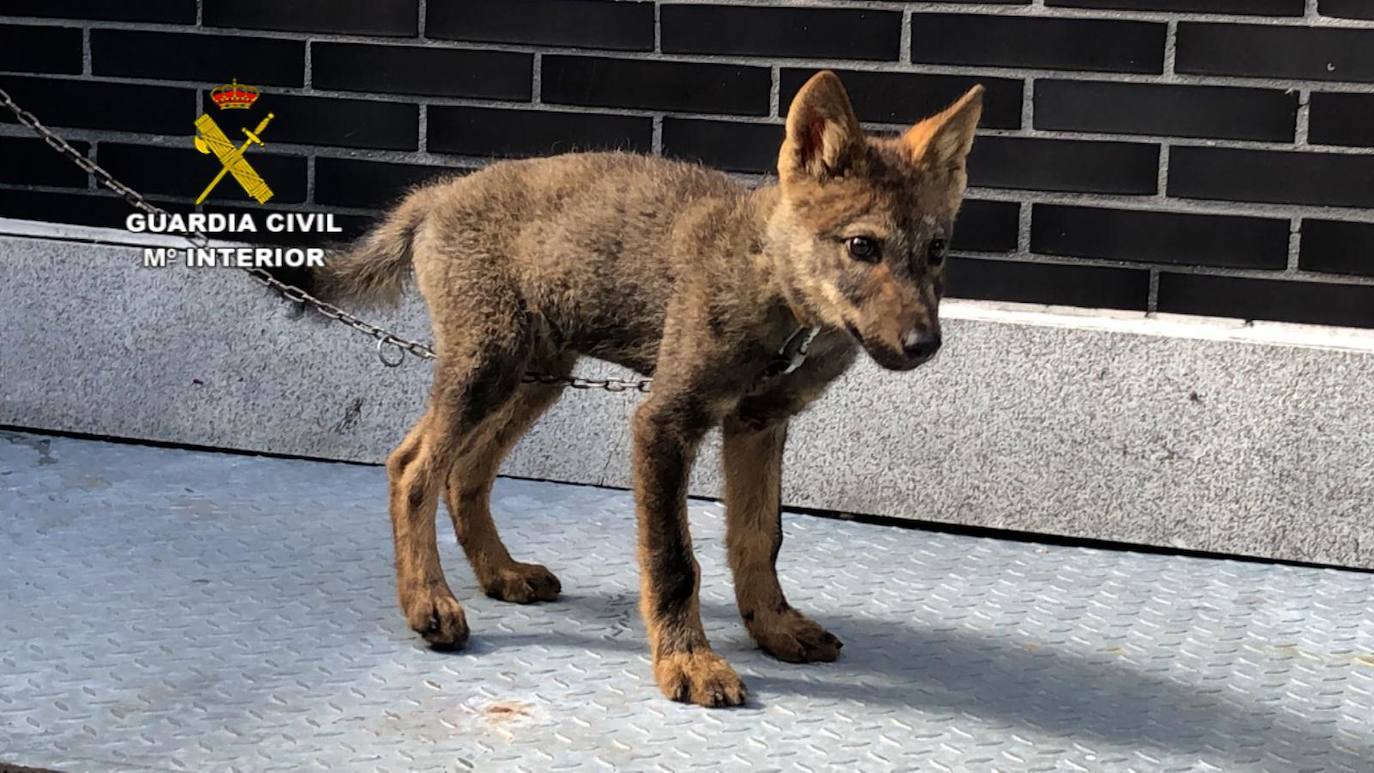 Fotos: Un cachorro de lobo en Abelgas de Luna