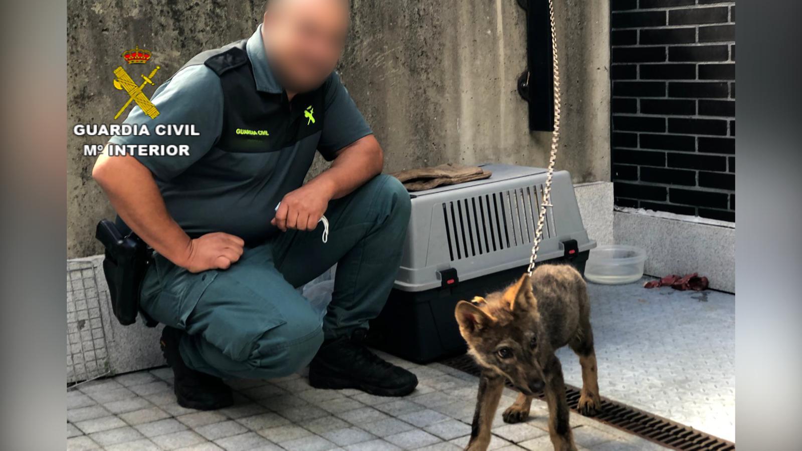 Fotos: Un cachorro de lobo en Abelgas de Luna