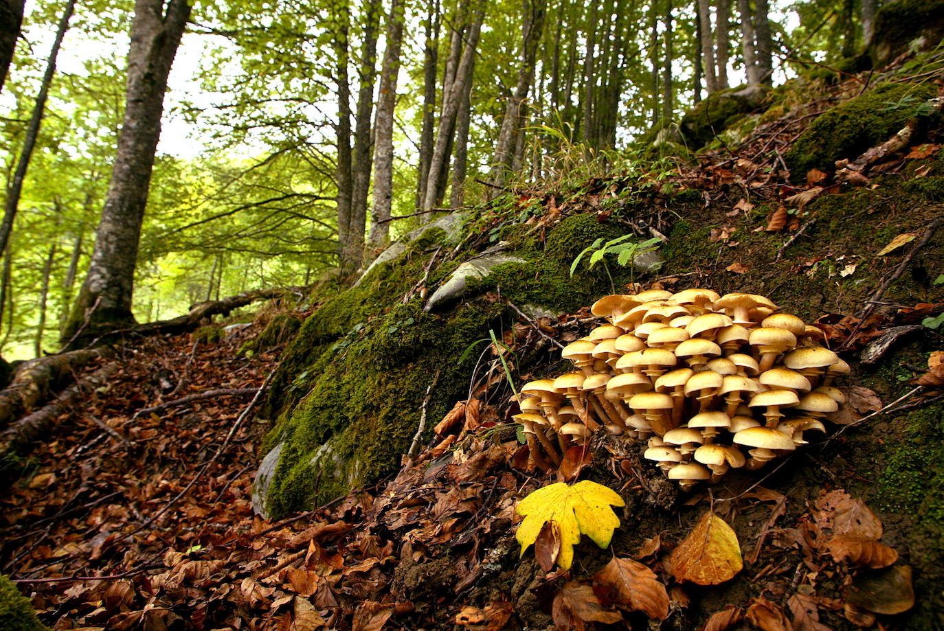 Selva de Irati, Navarra.