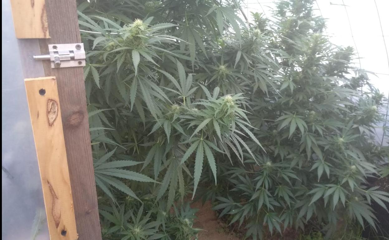 Imagen de la plantación de marihuana en Bárcena del Bierzo.