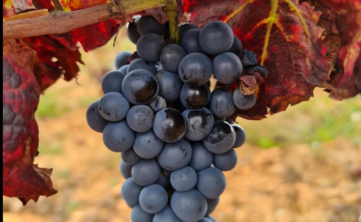 La cosecha de 2020 será la primera de la DO Bierzo con uvas de Estaladiña como variedad reconocida.