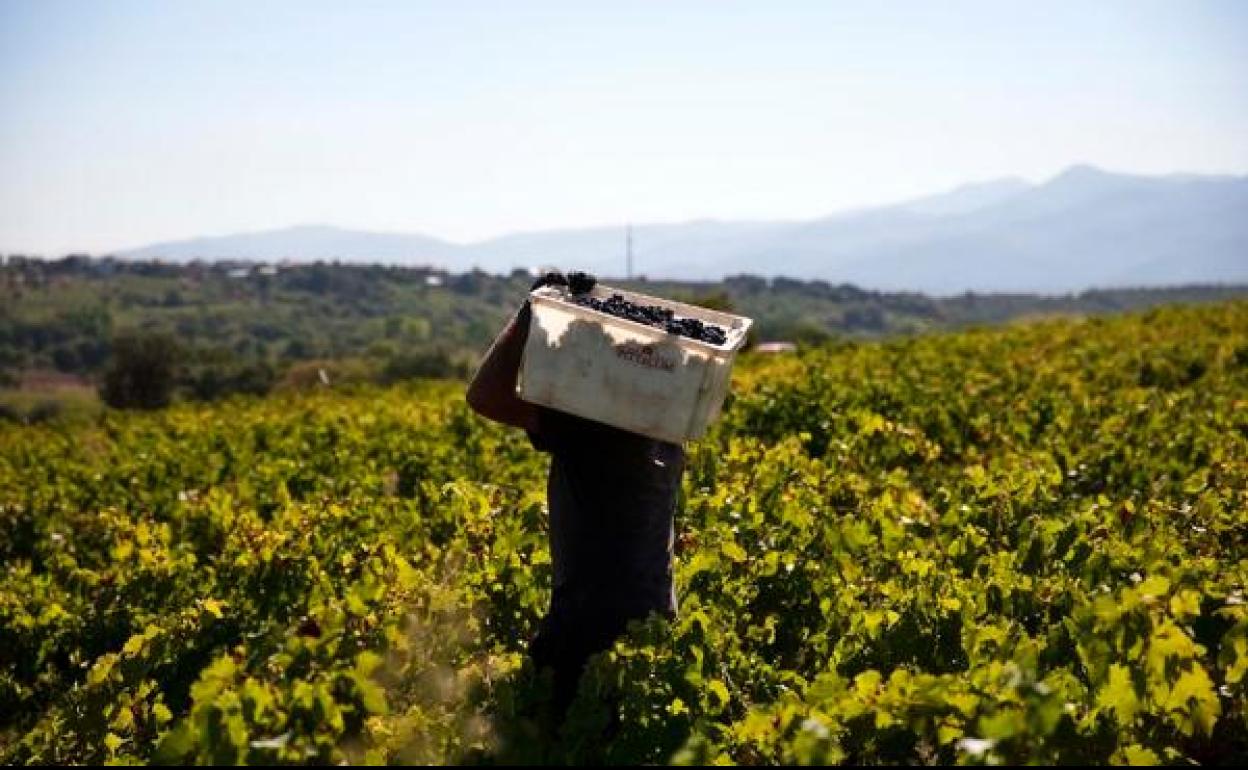 Vendimia en viñedos de la bodega berciana Pittacum.