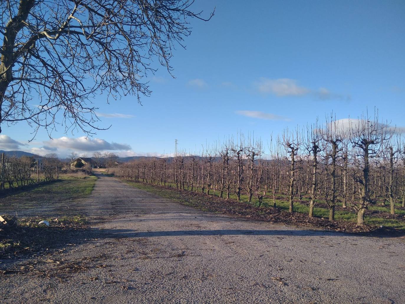 Fincas de frutales en Carracedelo.