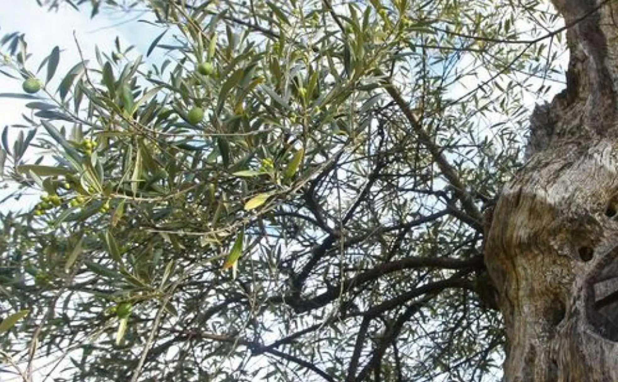 Imagen de un olivo.