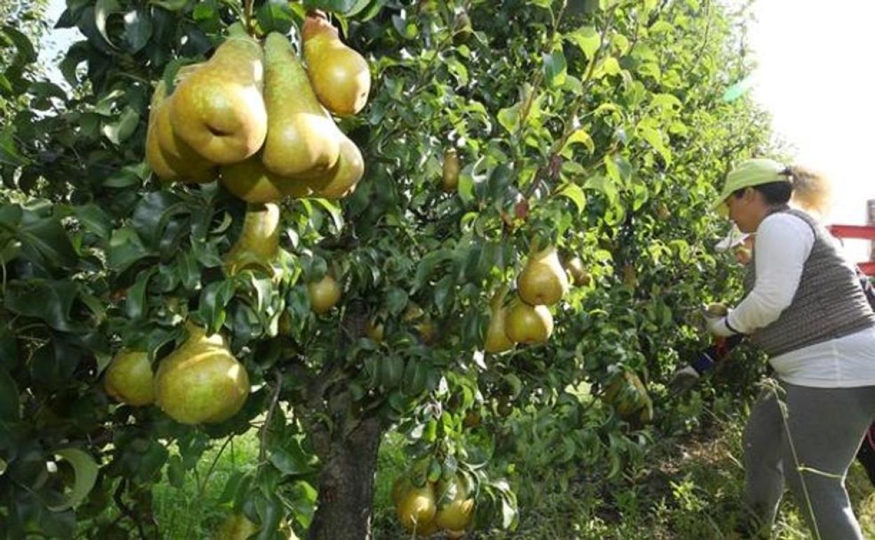 Explotación frutícola en el Bierzo.