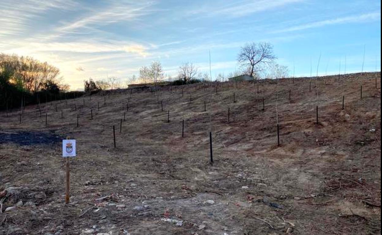 Plantación de chopos en las fincas sobrantes de la concentración parcelaria en el municipio berciano de Carracedelo.