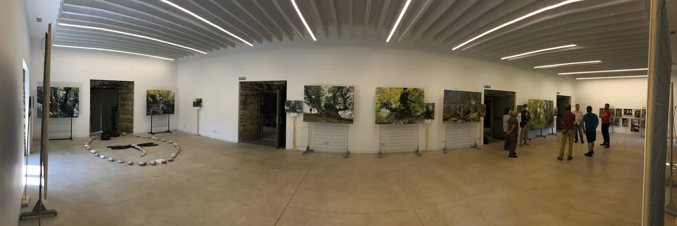 Fotos: Exposición &#039;Castaños monumentales del Bierzo&#039;