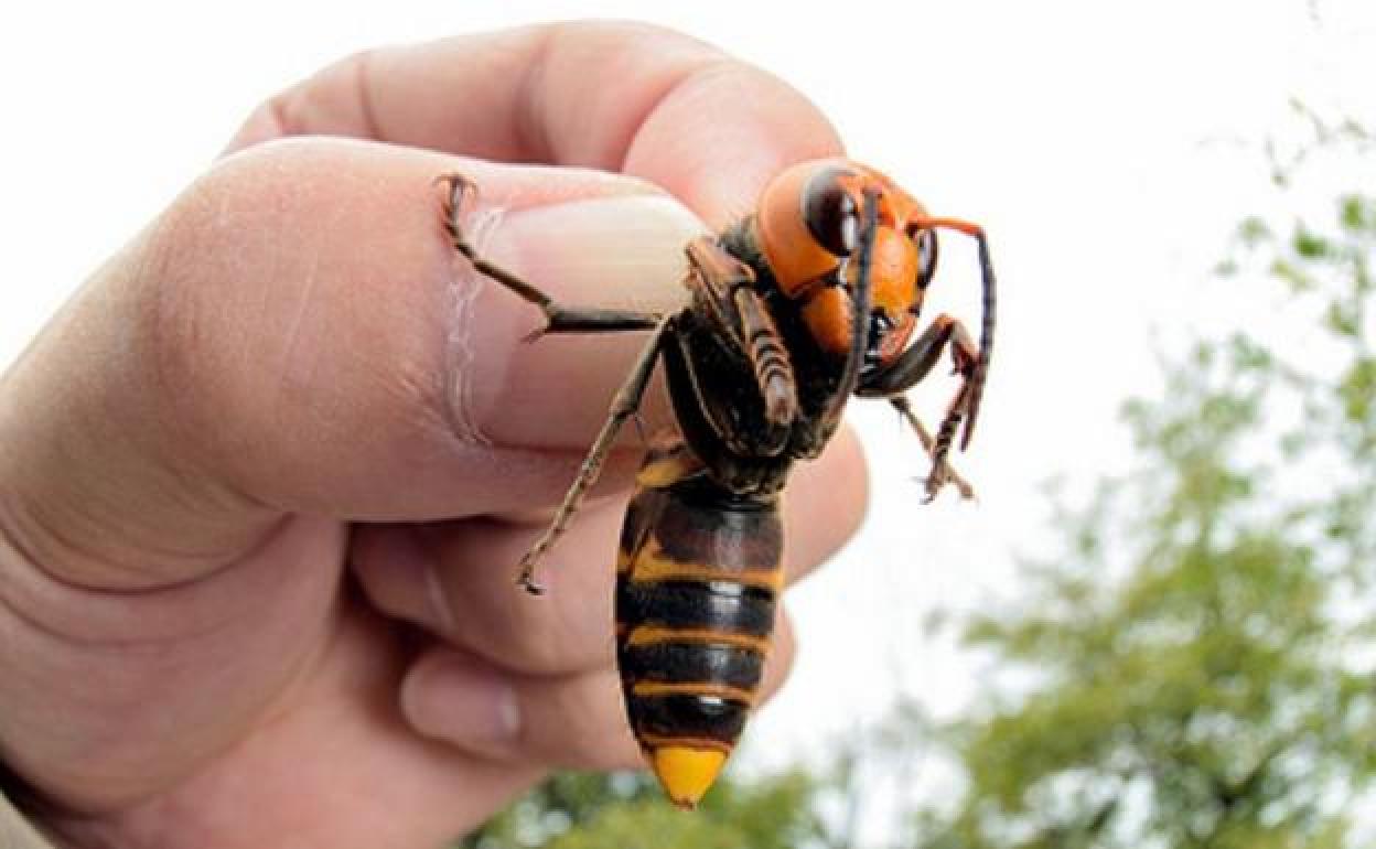 Imagen de un ejemplar de Vespa Velutina.